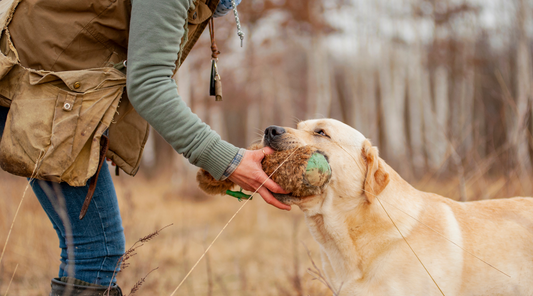 How to teach a gundog to retrieve: Unleashing the power of the force free fetch.