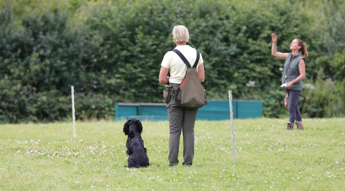 How to make the most of your gundog training sessions