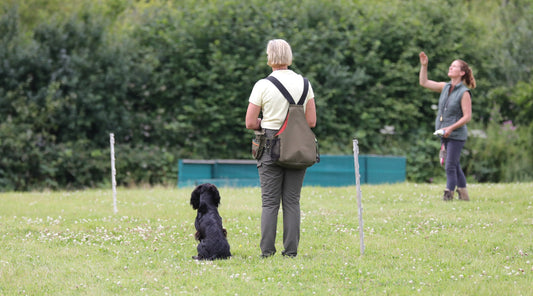 How to make the most of your gundog training sessions
