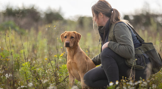 New Year, New Goals: Revitalise Your Gundog Training Sessions