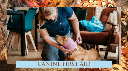 Canine Emergency First Aid course - 13th June 2024