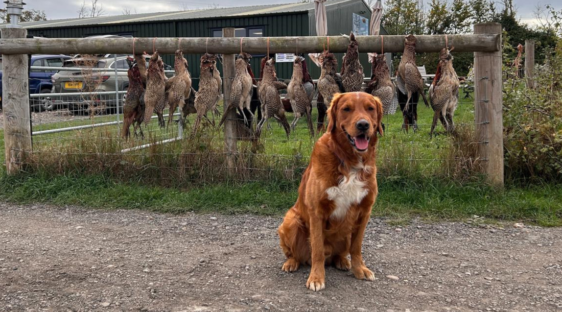 Are you and your gundog ready for your first shoot?
