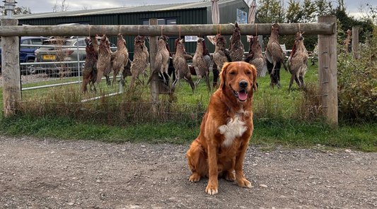 Are you and your gundog ready for your first shoot?
