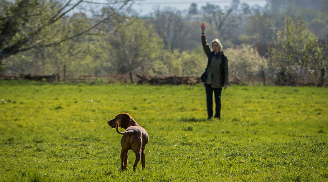 Are you struggling with your gundog’s stop whistle?