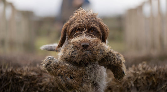 Positive not permissive: Ethical gundog training explained