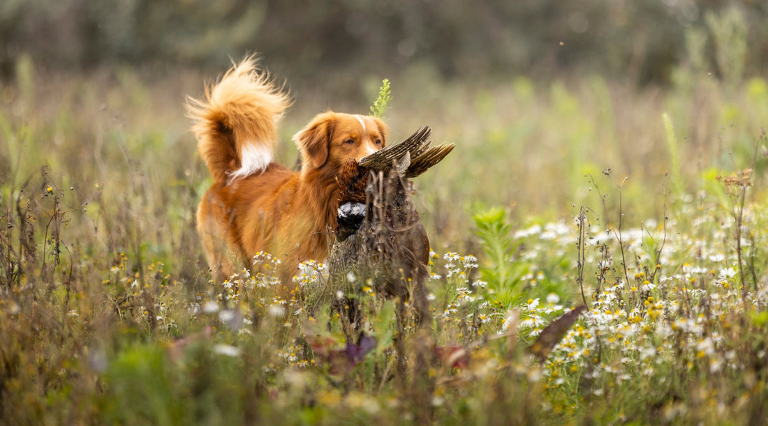 Gundog fitness: Preventing injuries this shooting season