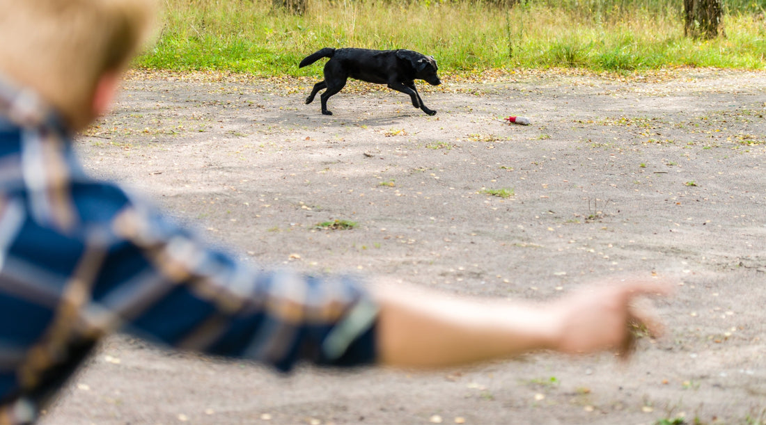 Handling your gundog and casting them left, right and back