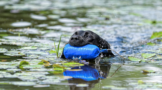 Help! My gundog can’t swim.