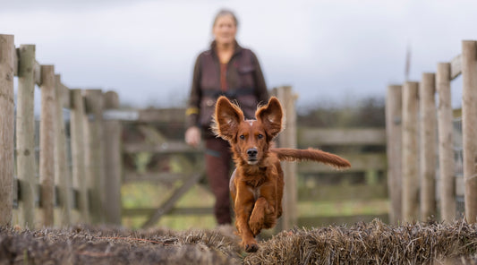 How to become a gundog training instructor.