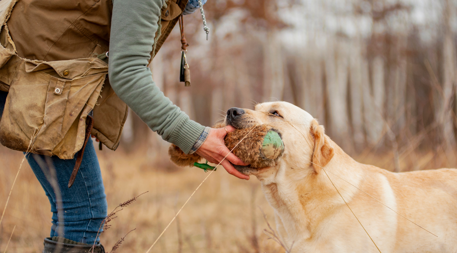 How to teach a gundog to retrieve Unleashing the power of the force f Gundog Trainers Academy