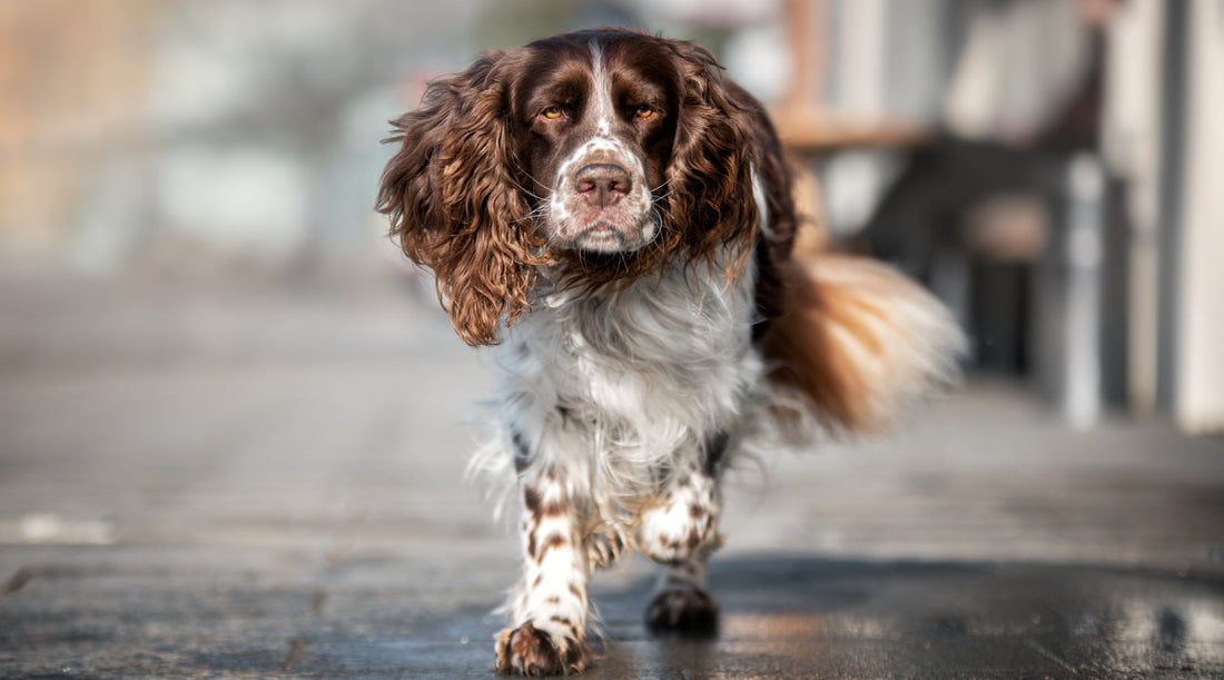 Is it too late to start gundog training with your dog?