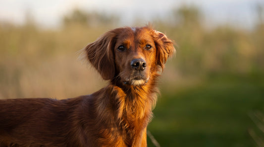 Is online gundog training right for me?