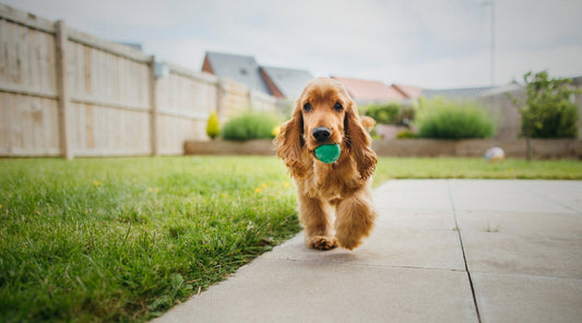 Professional dog trainers: Are you meeting the needs of your gundog-owning clients?