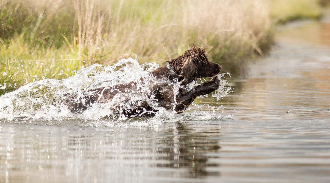 Sending your gundog over water