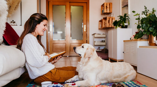 Setting clear gundog training goals for 2026