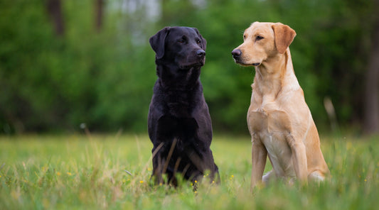 Steadiness: does your gundog have self-control, or are you just managing their behaviour?