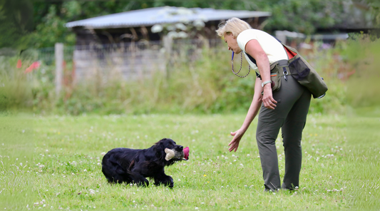 Understanding Gundog Training Jargon – A Guide for Beginners