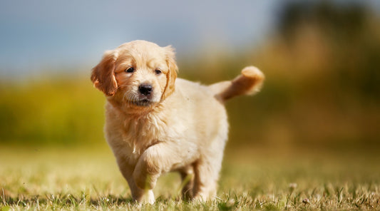 When should you start training a gundog puppy?