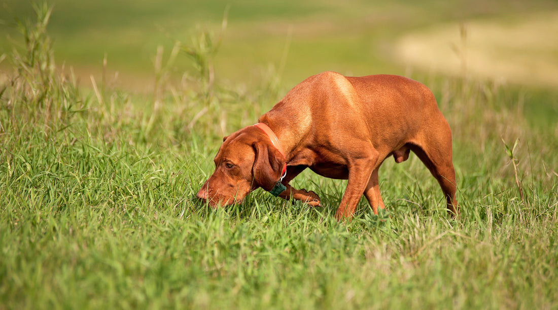 The reliable recall: Why doesn’t my gundog listen to me when we’re on a walk?