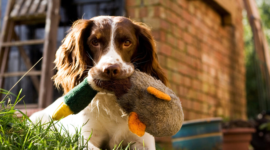 Why gundog training is for everyone, especially pets.