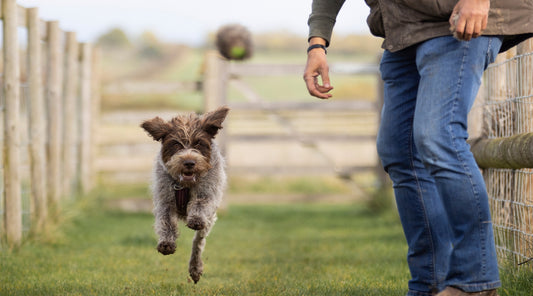 Training with treats: what does your dog find rewarding?