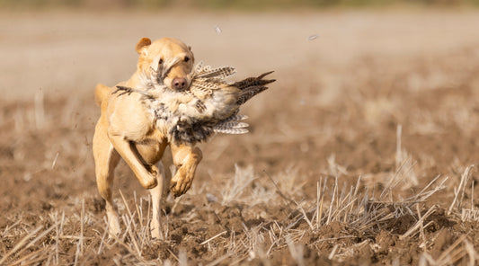 How to introduce your gundog to game