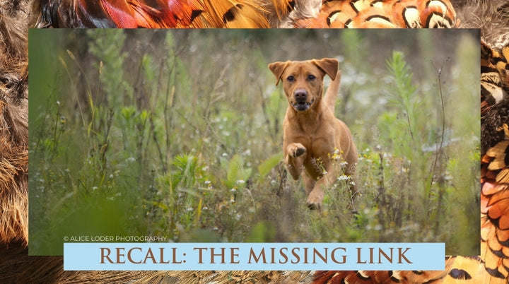 Online Training – Gundog Trainers Academy
