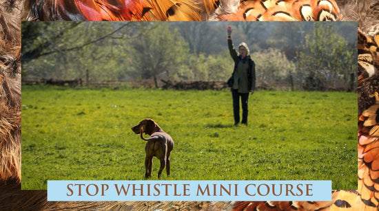 Stop Whistle Online Mini Course | Gundog Trainers Academy